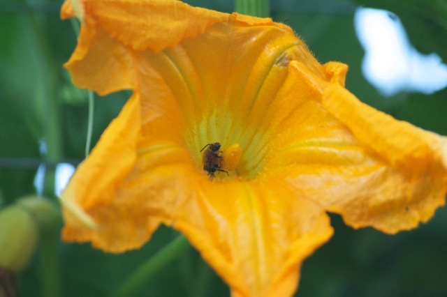 Bee on Pumpkin Flower