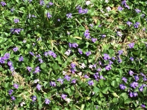 Purple Flower Ground Cover