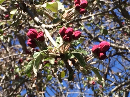 Red Apple Tree Buds
