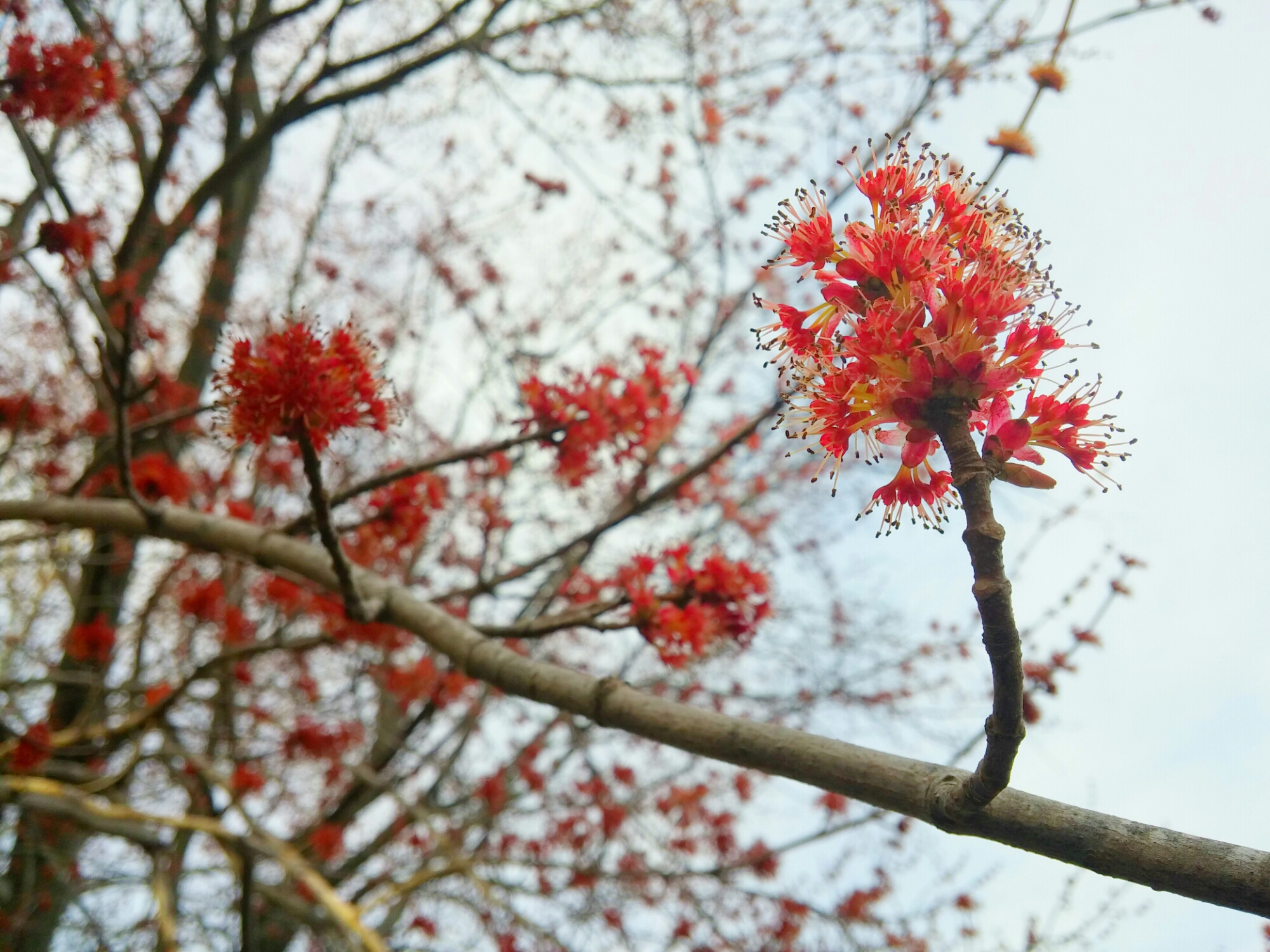 Red Maple Tree Blooming